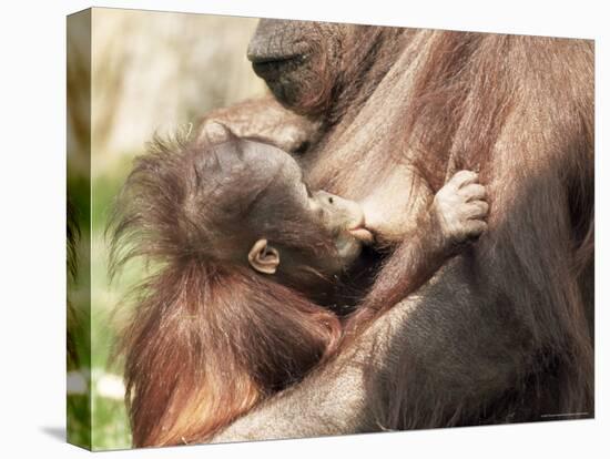 Orang-Utan (Pongo Pygmaeus), Mother and Young, in Captivity, Apenheul Zoo, Netherlands (Holland)-Thorsten Milse-Stretched Canvas