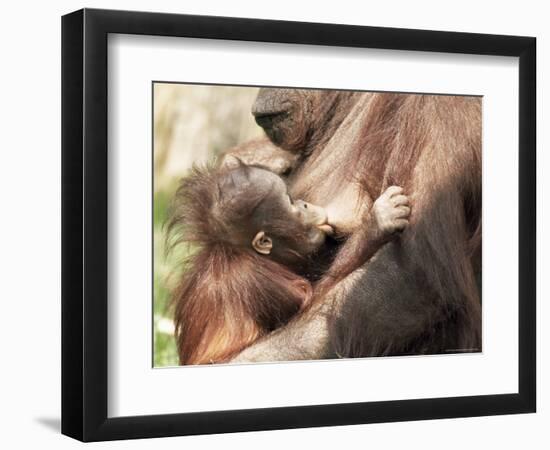 Orang-Utan (Pongo Pygmaeus), Mother and Young, in Captivity, Apenheul Zoo, Netherlands (Holland)-Thorsten Milse-Framed Photographic Print