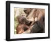 Orang-Utan (Pongo Pygmaeus), Mother and Young, in Captivity, Apenheul Zoo, Netherlands (Holland)-Thorsten Milse-Framed Photographic Print