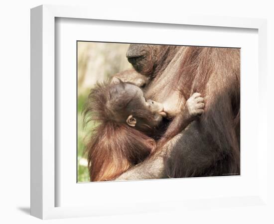 Orang-Utan (Pongo Pygmaeus), Mother and Young, in Captivity, Apenheul Zoo, Netherlands (Holland)-Thorsten Milse-Framed Photographic Print