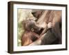 Orang-Utan (Pongo Pygmaeus), Mother and Young, in Captivity, Apenheul Zoo, Netherlands (Holland)-Thorsten Milse-Framed Photographic Print