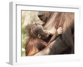 Orang-Utan (Pongo Pygmaeus), Mother and Young, in Captivity, Apenheul Zoo, Netherlands (Holland)-Thorsten Milse-Framed Photographic Print