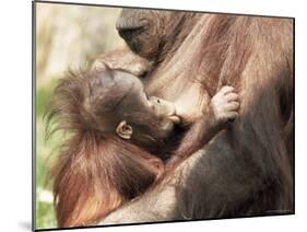 Orang-Utan (Pongo Pygmaeus), Mother and Young, in Captivity, Apenheul Zoo, Netherlands (Holland)-Thorsten Milse-Mounted Photographic Print