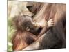 Orang-Utan (Pongo Pygmaeus), Mother and Young, in Captivity, Apenheul Zoo, Netherlands (Holland)-Thorsten Milse-Mounted Photographic Print