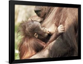 Orang-Utan (Pongo Pygmaeus), Mother and Young, in Captivity, Apenheul Zoo, Netherlands (Holland)-Thorsten Milse-Framed Photographic Print