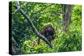 Orang-Utan (Pongo Pygmaeus)-Nico Tondini-Stretched Canvas