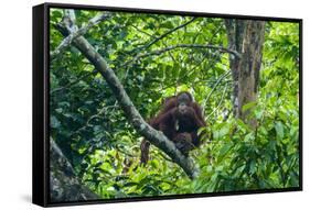 Orang-Utan (Pongo Pygmaeus)-Nico Tondini-Framed Stretched Canvas