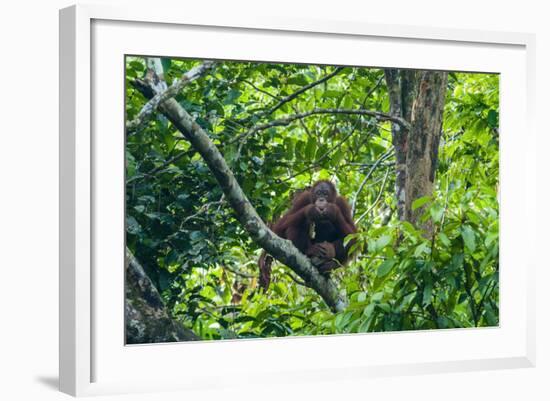 Orang-Utan (Pongo Pygmaeus)-Nico Tondini-Framed Photographic Print