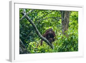 Orang-Utan (Pongo Pygmaeus)-Nico Tondini-Framed Photographic Print