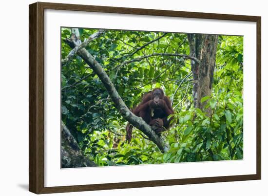 Orang-Utan (Pongo Pygmaeus)-Nico Tondini-Framed Photographic Print