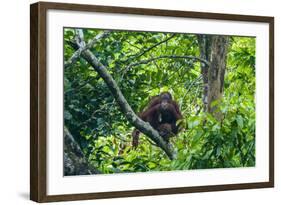 Orang-Utan (Pongo Pygmaeus)-Nico Tondini-Framed Photographic Print