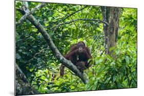 Orang-Utan (Pongo Pygmaeus)-Nico Tondini-Mounted Photographic Print