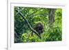 Orang-Utan (Pongo Pygmaeus)-Nico Tondini-Framed Photographic Print