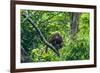 Orang-Utan (Pongo Pygmaeus)-Nico Tondini-Framed Photographic Print