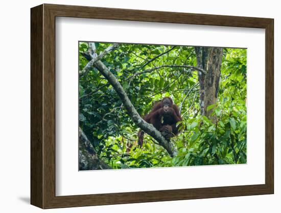 Orang-Utan (Pongo Pygmaeus)-Nico Tondini-Framed Photographic Print