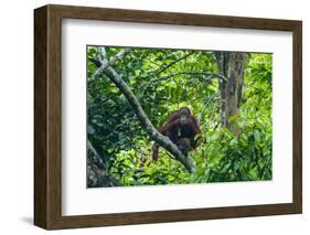 Orang-Utan (Pongo Pygmaeus)-Nico Tondini-Framed Photographic Print