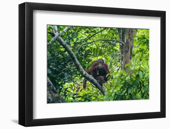 Orang-Utan (Pongo Pygmaeus)-Nico Tondini-Framed Photographic Print