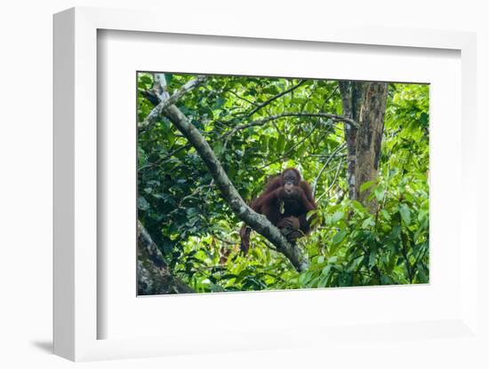 Orang-Utan (Pongo Pygmaeus)-Nico Tondini-Framed Photographic Print