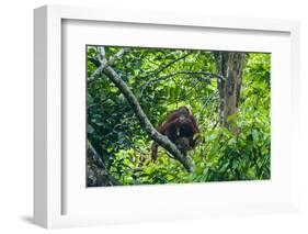 Orang-Utan (Pongo Pygmaeus)-Nico Tondini-Framed Photographic Print