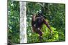 Orang-Utan (Pongo Pygmaeus)-Nico Tondini-Mounted Photographic Print