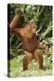 Orang-Utan Standing 'Dancing'-null-Stretched Canvas