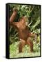 Orang-Utan Standing 'Dancing'-null-Framed Stretched Canvas