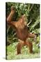 Orang-Utan Standing 'Dancing'-null-Stretched Canvas