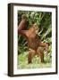 Orang-Utan Standing 'Dancing'-null-Framed Photographic Print