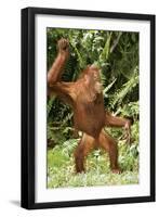 Orang-Utan Standing 'Dancing'-null-Framed Photographic Print