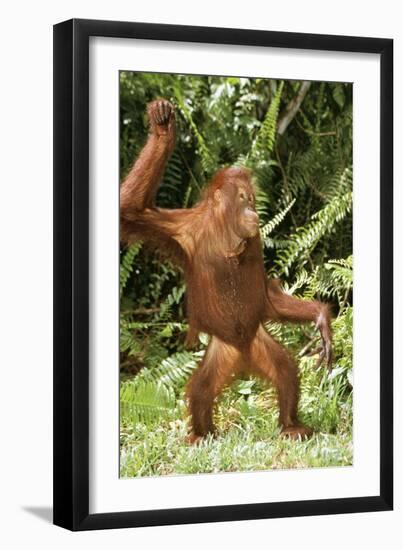 Orang-Utan Standing 'Dancing'-null-Framed Photographic Print