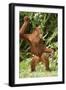 Orang-Utan Standing 'Dancing'-null-Framed Photographic Print