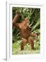 Orang-Utan Standing 'Dancing'-null-Framed Photographic Print