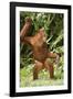 Orang-Utan Standing 'Dancing'-null-Framed Photographic Print