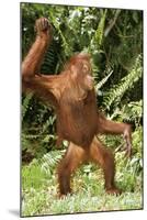 Orang-Utan Standing 'Dancing'-null-Mounted Photographic Print