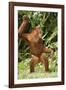 Orang-Utan Standing 'Dancing'-null-Framed Photographic Print