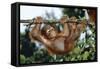 Orang-Utan Young Hanging from Branch-null-Framed Stretched Canvas