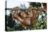 Orang-Utan Young Hanging from Branch-null-Stretched Canvas