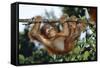 Orang-Utan Young Hanging from Branch-null-Framed Stretched Canvas