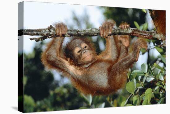 Orang-Utan Young Hanging from Branch-null-Stretched Canvas