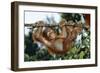 Orang-Utan Young Hanging from Branch-null-Framed Photographic Print