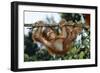 Orang-Utan Young Hanging from Branch-null-Framed Photographic Print