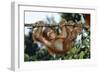 Orang-Utan Young Hanging from Branch-null-Framed Photographic Print