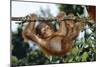 Orang-Utan Young Hanging from Branch-null-Mounted Photographic Print