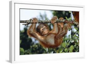 Orang-Utan Young Hanging from Branch-null-Framed Photographic Print