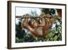 Orang-Utan Young Hanging from Branch-null-Framed Photographic Print