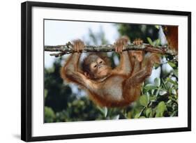 Orang-Utan Young Hanging from Branch-null-Framed Photographic Print