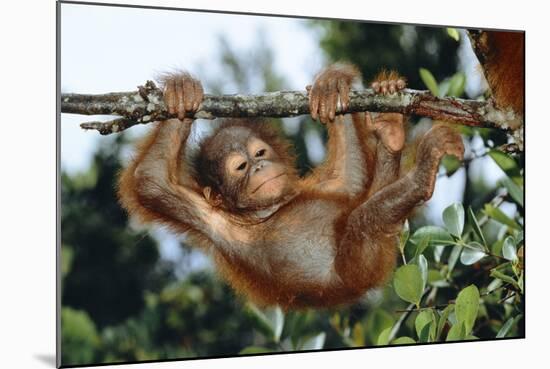 Orang-Utan Young Hanging from Branch-null-Mounted Photographic Print