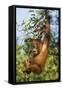 Orang-Utan Young Hanging in Tree and Calling-null-Framed Stretched Canvas
