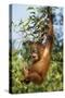 Orang-Utan Young Hanging in Tree and Calling-null-Stretched Canvas