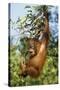 Orang-Utan Young Hanging in Tree and Calling-null-Stretched Canvas